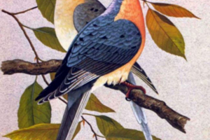 Блукаючий голуб - птах стертий з обличчя землі Блукаючий голуб - птах стертий з обличчя землі